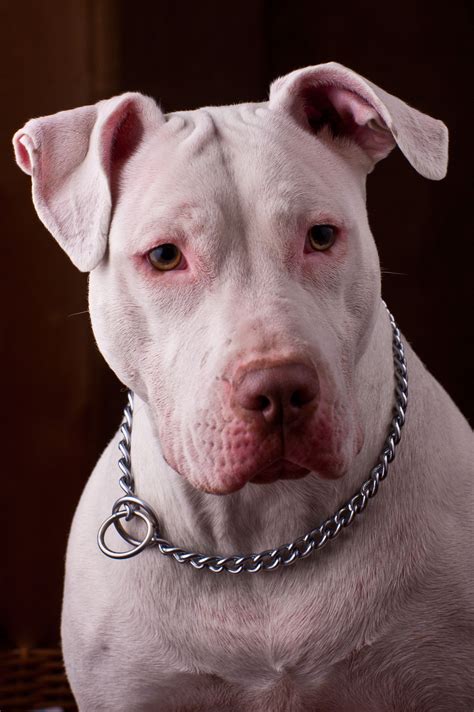 picture of a pitbull terrier